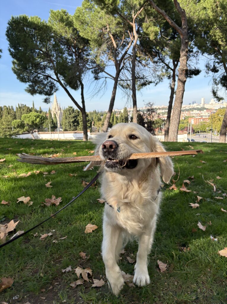 Moving to Spain From the US: Moving With Our Dog