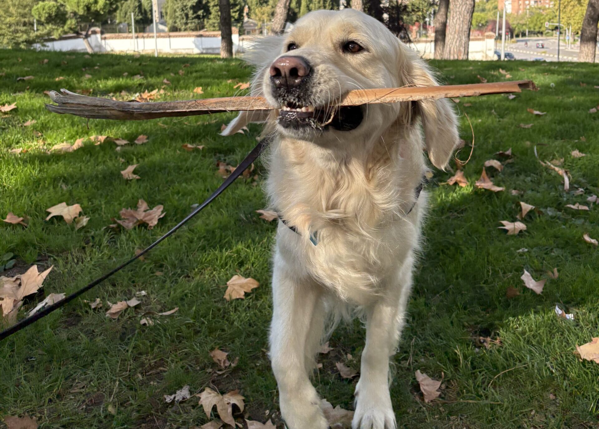 FEATURED: Moving to Madrid with Pets on AwA