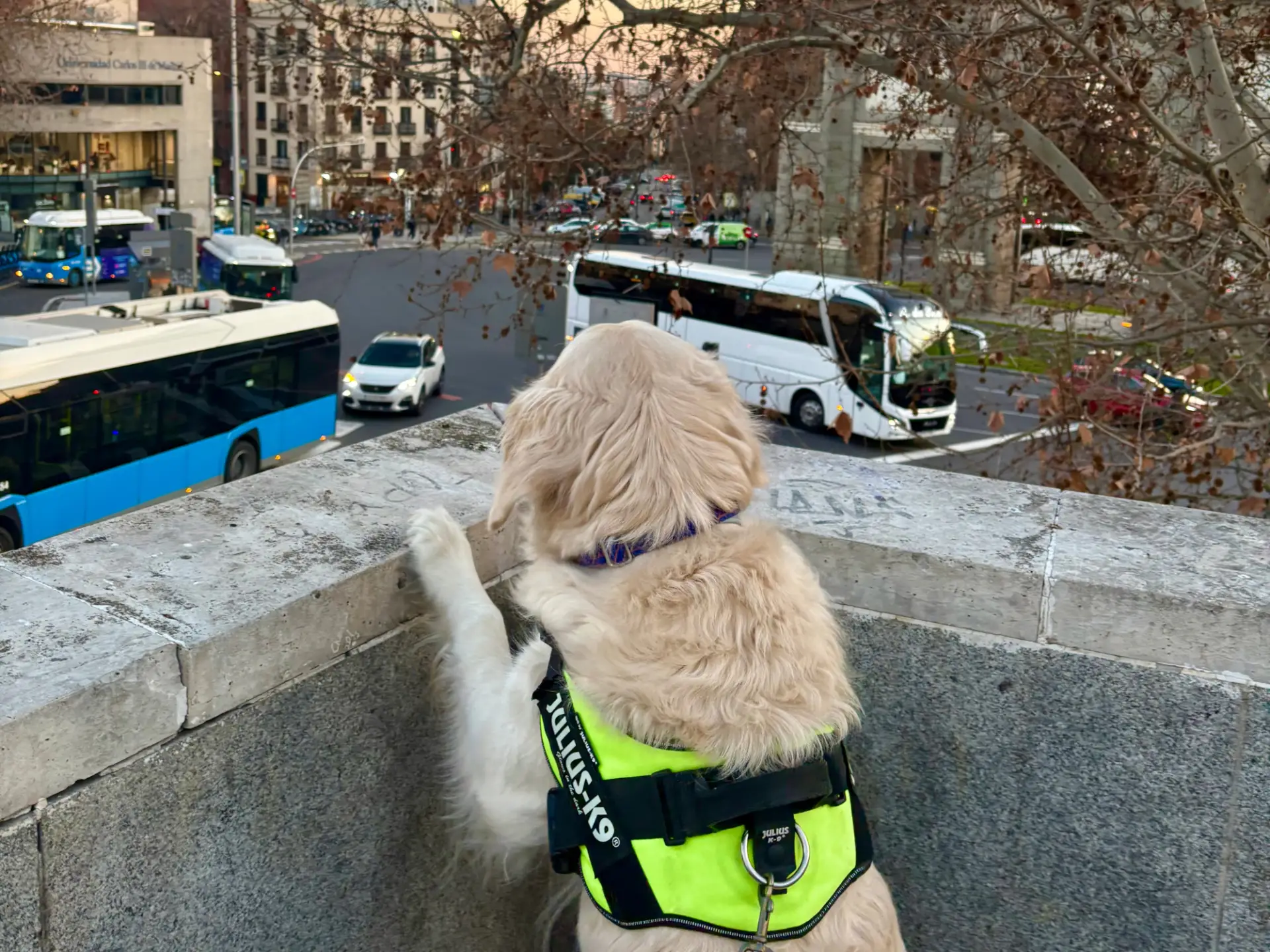 Moving Abroad With Pets | The Ultimate Guide